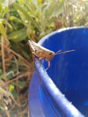 Melanoplus differentialis