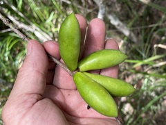 Melodinus australis