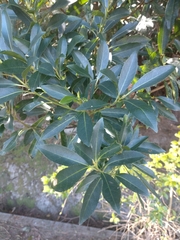 Elaeocarpus zollingeri