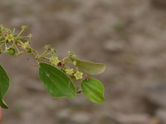 Ziziphus