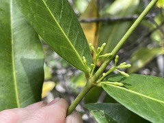 Melodinus australis
