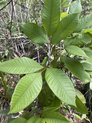 Mischocarpus lachnocarpus