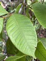 Mischocarpus lachnocarpus