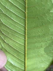 Mischocarpus lachnocarpus