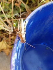 Melanoplus differentialis