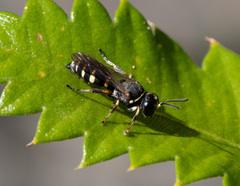 Austrogorytes spryi