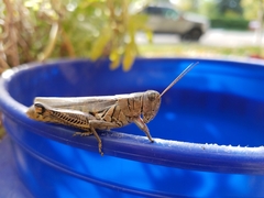 Melanoplus differentialis