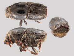 Scolytus mali