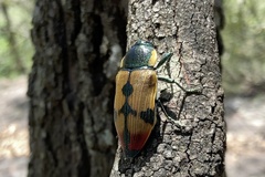 Temognatha variabilis