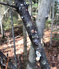 Stereum sanguinolentum