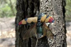 Temognatha variabilis