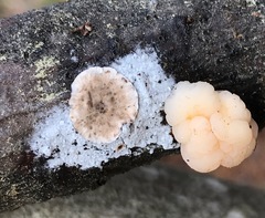 Stereum sanguinolentum