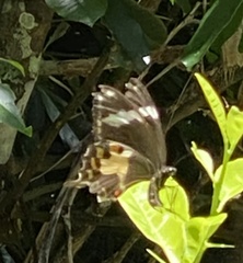 Papilio amynthor