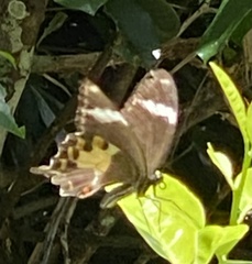 Papilio amynthor