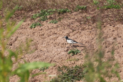White Wagtail