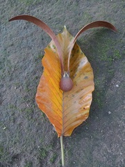 Dipterocarpus littoralis