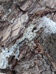 Biscogniauxia atropunctata