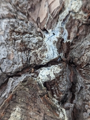 Biscogniauxia atropunctata