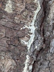 Biscogniauxia atropunctata