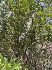 Persoonia tropica