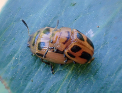 Calomela crassicornis