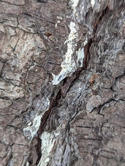 Biscogniauxia atropunctata