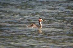 Podiceps cristatus australis