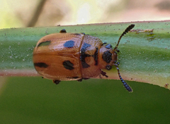 Calomela crassicornis