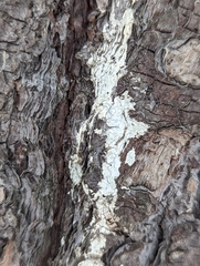 Biscogniauxia atropunctata