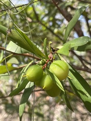Persoonia tropica