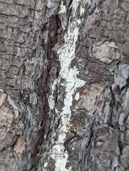 Biscogniauxia atropunctata