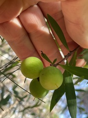 Persoonia tropica