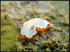 Goniobranchus rubrocornutus