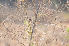 Cistothorus palustris