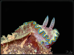 Glossodoris