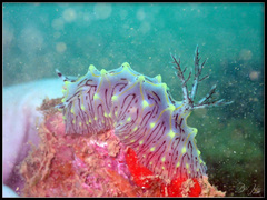 Halgerda willeyi