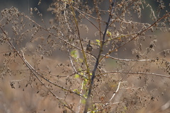 Cistothorus palustris