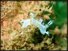 Tritoniopsis elegans
