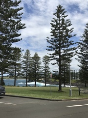 Araucaria