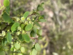 Phyllanthus dallachyanus