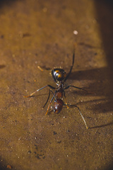 Camponotus nicobarensis