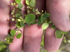 Phyllanthus dallachyanus