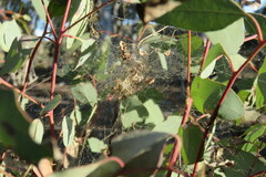 Phryganoporus candidus