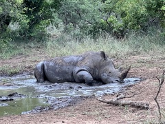 Ceratotherium simum