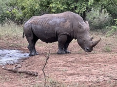 Ceratotherium simum