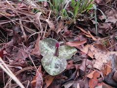 Trillium
