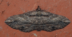 Chrysolarentia leucophanes