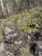 Platysace valida