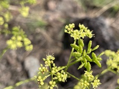 Platysace valida