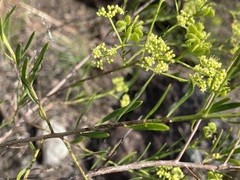 Platysace valida